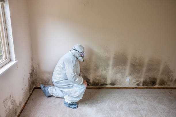 Best Forensic Mold Investigation  in Coldwater, OH